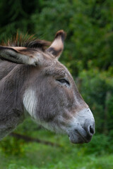 Donkey in the nature in France