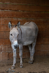 Donkey in the nature in France