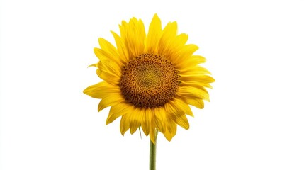 Obraz premium Vibrant sunflower in full bloom against a white background showcasing bright yellow petals and intricate center details