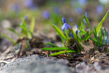 A colorful array of early spring primroses blooms vibrantly in a sunlit garden
