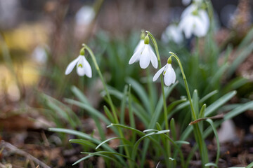 Tender snowdrop flowers, signaling the arrival of early spring. The fragile petals glisten softly...
