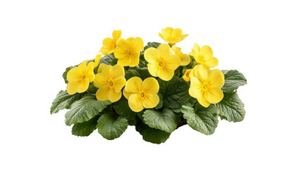 Vibrant Yellow Primroses in Full Bloom