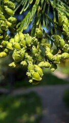Close-up of a branch of Thuja, also known as the tree of life (Arborvitae), with young green cones.