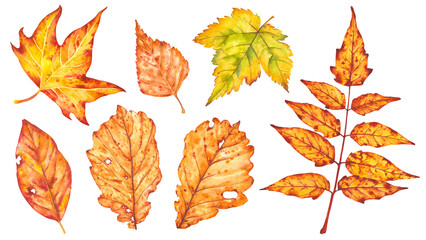  Watercolor set of autumn leaves in warm tones. Includes various leaf shapes and colors, perfect for seasonal decor, invitations, scrapbooking, and nature-themed designs.