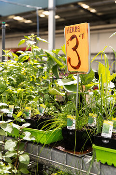 herbs for sale in the gardening and plants centre of a hardware store