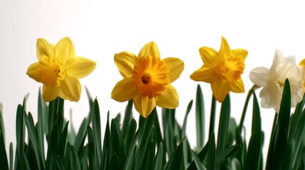 Fototapeta premium Bright Yellow Daffodils Blooming Against Soft White Background in Spring Garden Setting