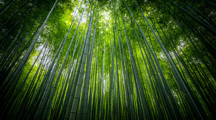 Fototapeta premium Dense Bamboo Forest With Sunlight Piercing Through Canopy