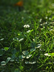 Clover in the sunlight. A riot of greenery, bright shades. Photo 2