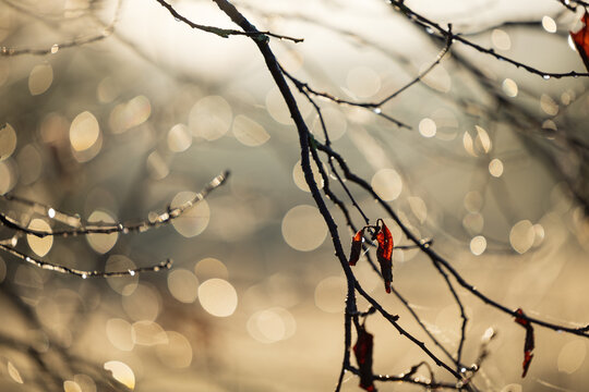 Early morning sunlight filtering through branches of deciduous tree in Autumn