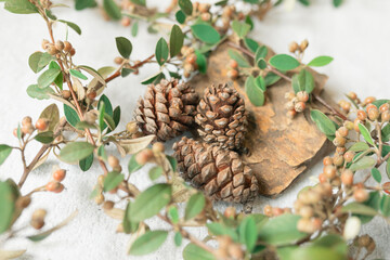 Collection of pine cones and fresh leaves with flat rock on white background