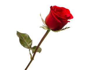  single red rose isolated on white background  PNG
