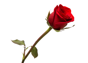  single red rose isolated on white background  PNG