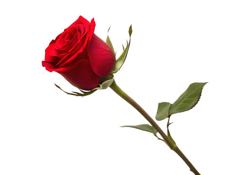  single red rose isolated on white background  PNG