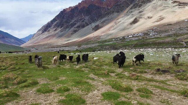 Aerial drone shot showcasing a herd of yaks scattered over the expansive grazing fields in Zanskar Valley.