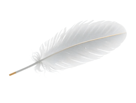 White feather isolated on transparent background