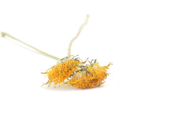 dried dandelion on white background, herbal theme