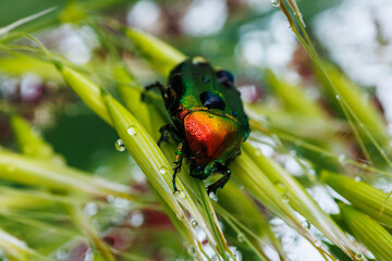 Scarab beetle with jewel tone shell exploring blooming wild plants in macro detail