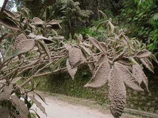 Volcanic ash covers leaves