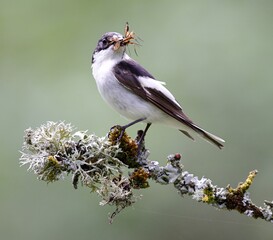 male pied flycatcher with insects in its beak