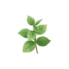 Fototapeta premium Watercolor fresh green leaves