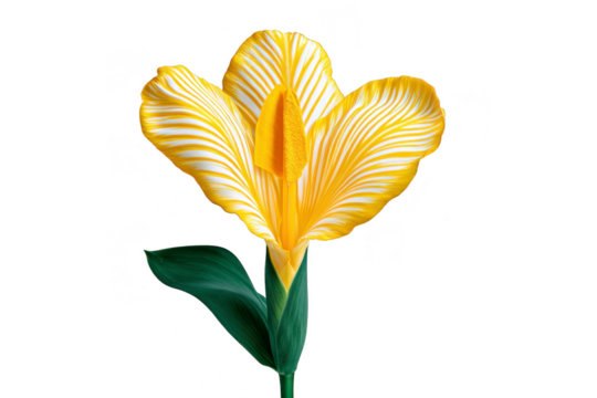 Vibrant yellow and white flower with striped petals and lush green leaves, showcasing tropical and exotic appearance. flower striking colors and patterns create lively and cheerful impression