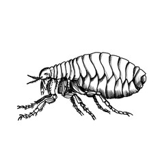 hand drawn Flea moth, pencil drawing, hand made, drawn by human, no AI, black pencil, colored pencil, transparent, PNG, Tattoo template