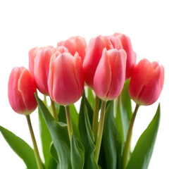 Closeup of a Bouquet of Pink Tulips on White Background