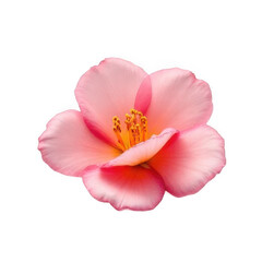 Naklejka premium Pink Flower Blossom with Yellow Stamen on Transparent Background