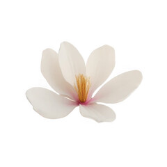 Fototapeta premium White Magnolia Blossom on Transparent Background