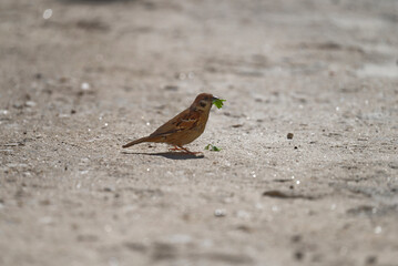 A sparrow holds leaves in its mouth to build a nest