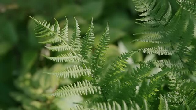 Lush green ferns move softly in the warm sunlight, creating a peaceful atmosphere in a vibrant forest during spring.