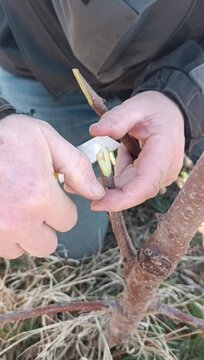 A gardener grafts a fruit tree with a knife, inserting the scion into the rootstock and fixing it. Mobile vertical video.