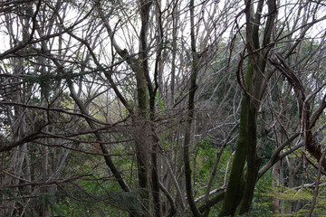 Fototapeta premium Trees with fresh young green leaves and bare trees in spring natural forest background.