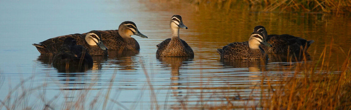 Black Duck on the Coorong