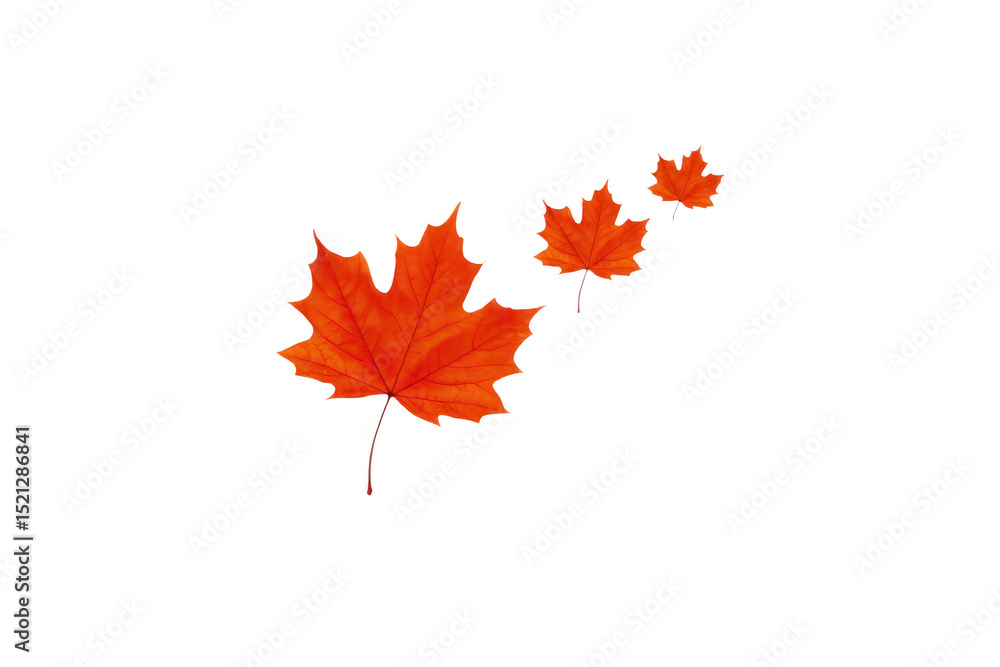 Aufkleber three vibrant red maple leaves are arranged in diagonal line, creating sense of movement and autumna
