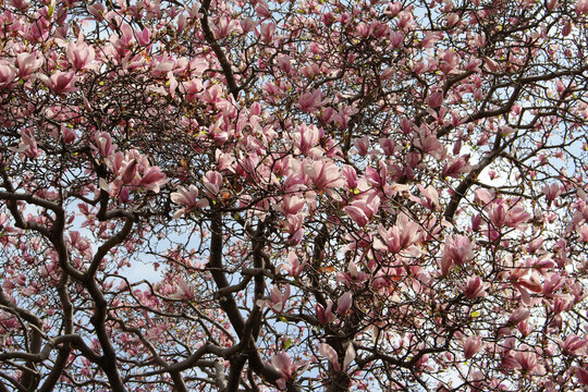 Magnolia flowers blooming in spring background. Tree branches of magnolia tree with pink blossoms against the blue sky with clouds in a sunny day. - Powered by Adobe