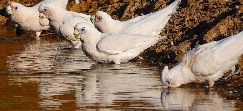 Little corellas drinking fresh water at the creek