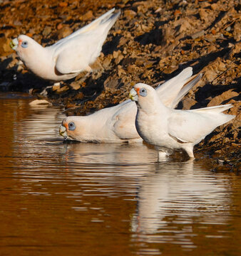 Little corellas drinking fresh water at the creek.