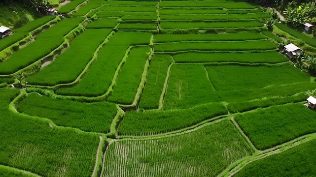 Aerial View of Lush Green Rice Terraces in Mountainous Agricultural Landscape