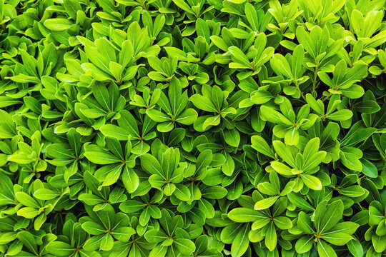 Green nature tropical background from Dwarf umbrella tree foliage. Bright leaves of Heptapleurum arboricola.