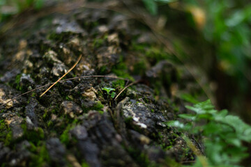 Green plants or small trees that grow from environmental logs.