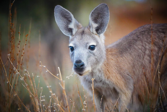 Common Wallaroo