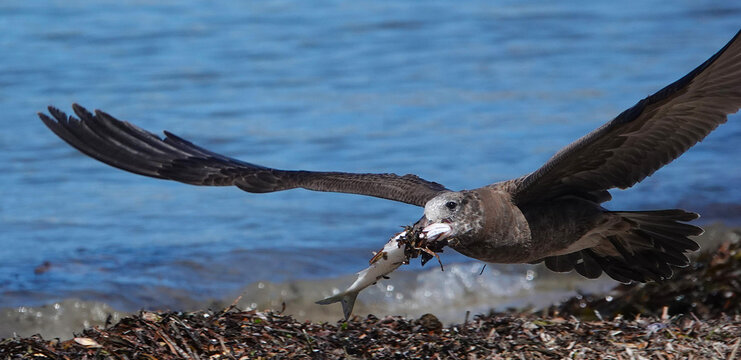 Pacific Gull in flight over beach