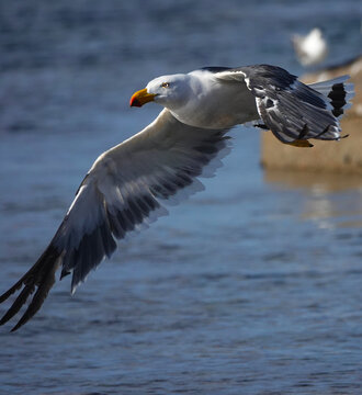 Pacific Gull in flight over beach