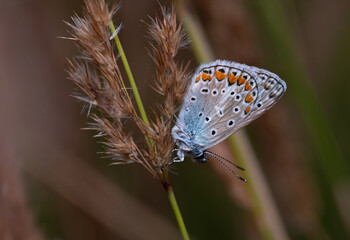 gossamer-winged butterfly Lycaenidae sitting on a plant, field