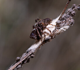 brown spider guarding its nest cocoon