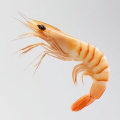 Raw shrimp peeled isolated on clean white background
