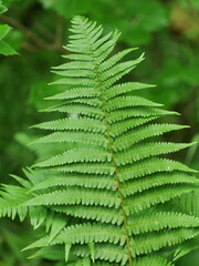 Dark green fern leaf of the male fern in forest shade. Copy space. Space for texts and designs