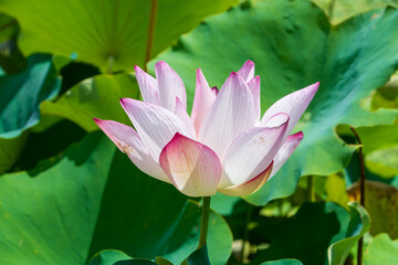 夏の日差しを浴びて咲く蓮の花