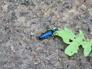 Dark blue oil beetle on forest floor. Poisonous but fascinating. Copy space. Space for texts and designs